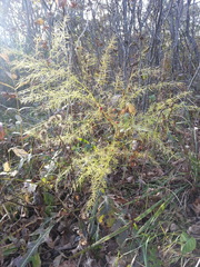 Asparagus schoberioides