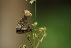 Panyapedaliodes drymaea