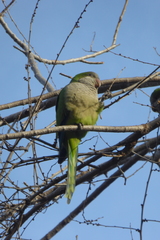 Myiopsitta monachus