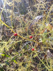 Asparagus schoberioides