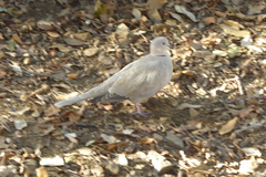 Streptopelia decaocto