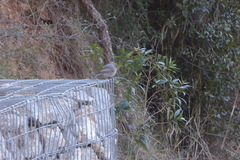 Phoenicurus ochruros
