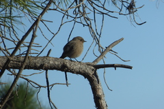 Phoenicurus ochruros