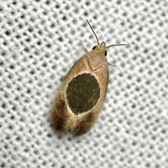 Hoplomorpha abalienella