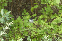 Curruca melanocephala