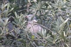 Columba palumbus