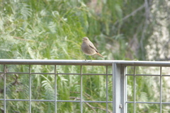 Phoenicurus ochruros
