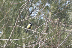 Parus major