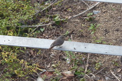 Phoenicurus ochruros