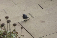 Phoenicurus ochruros