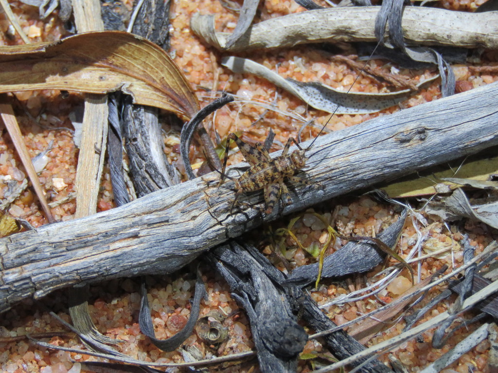 Endacusta pindana