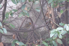 Erithacus rubecula