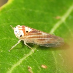 Caladonus coquilletti