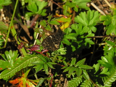 Steremnia monachella