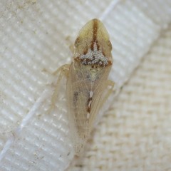 Xerophloea peltata
