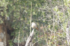 Phoenicurus ochruros
