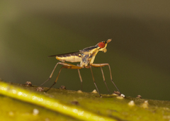 Glyphidops flavifrons