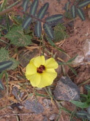 Pavonia cancellata