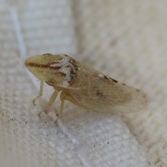 Xerophloea peltata