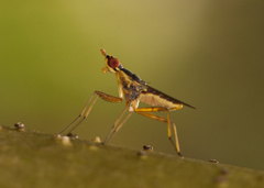 Glyphidops flavifrons