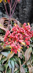 Kalanchoe gastonis-bonnieri