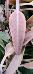 Kalanchoe gastonis-bonnieri