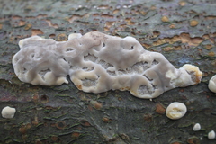 Bjerkandera adusta