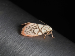 Miltochrista irregularis