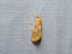 Miltochrista falciseriata