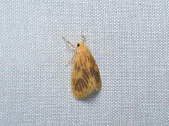 Miltochrista falciseriata