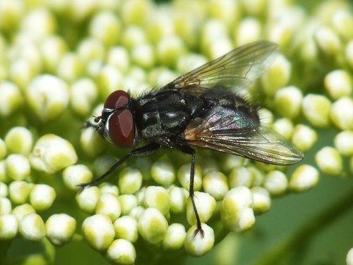 Graphomya minor