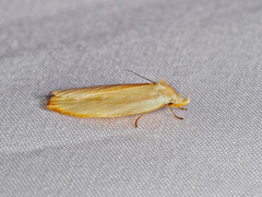 Oditinae