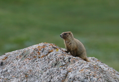 Marmota baibacina
