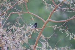 Cinnyris fuscus fuscus