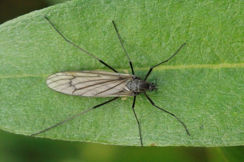 Gravel Bed Fly