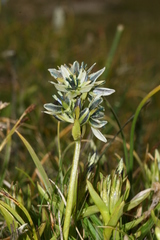 Swertia marginata