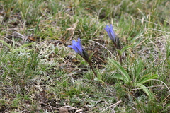 Gentiana tianschanica