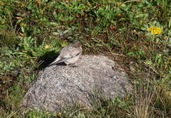 Leucosticte brandti