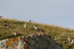 Bucanetes mongolicus