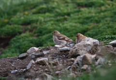 Bucanetes mongolicus