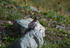 Leucosticte brandti
