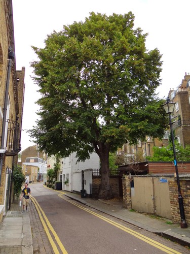 Common Lime