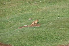 Marmota baibacina