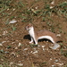 Montane Turkestan Least Weasel - Photo (c) Manuel Ruedi, some rights reserved (CC BY-NC), uploaded by Manuel Ruedi