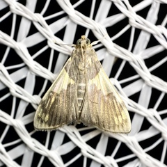 Rehimena cissophora