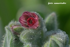 Cynoglossum columnae