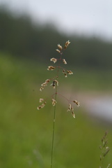 Poa arctica