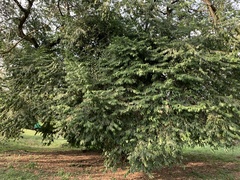 Cynophalla amplissima