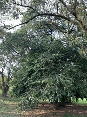 Cynophalla amplissima