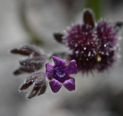 Cynoglossum sphacioticum